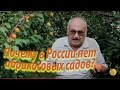 Почему в России нет абрикосовых садов?