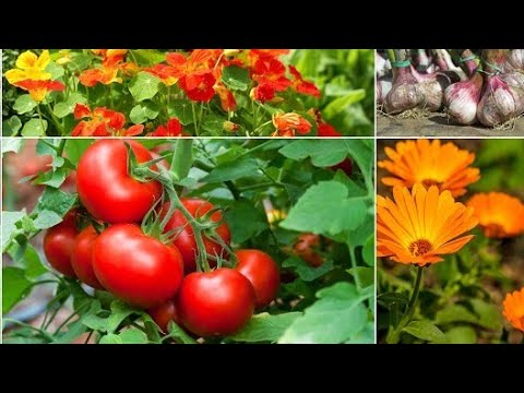 Video: Ուղեկից բույսեր սոխի համար. ինչ կարող եմ տնկել սոխով