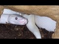 Ball Python Coffee Table Tank
