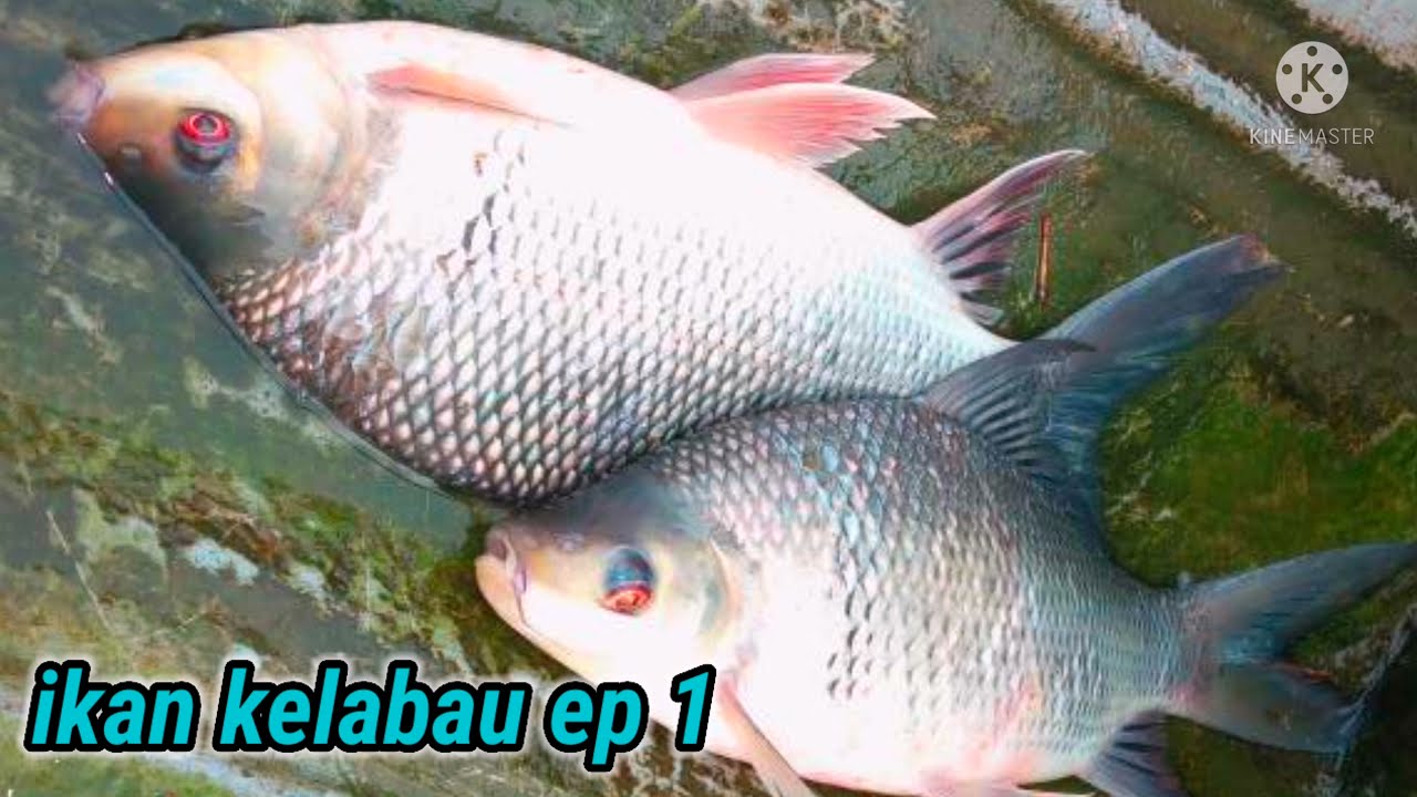 Ikan Baung Ekor Merah Terlepas Masuk Sungai Perak Kosmo Digital