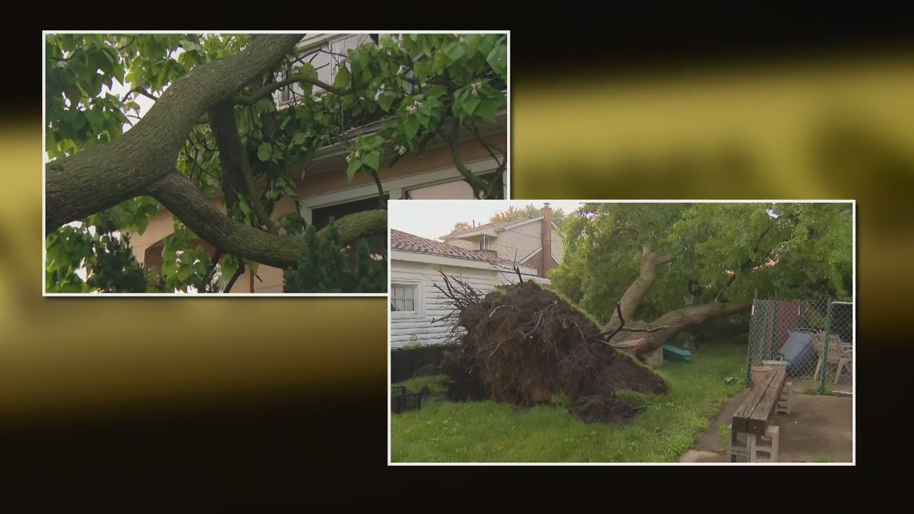 Severe storm downs trees in Stickney and Berwyn, Illinois - YouTube