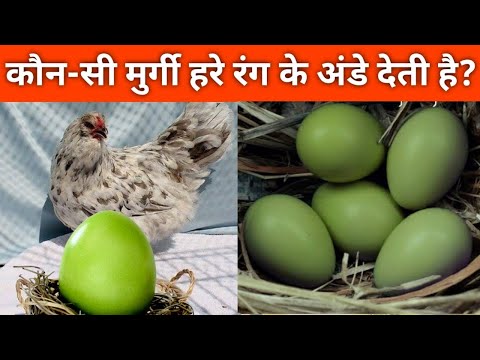 वीडियो: कौन से मुर्गियां हरे अंडे देती हैं?
