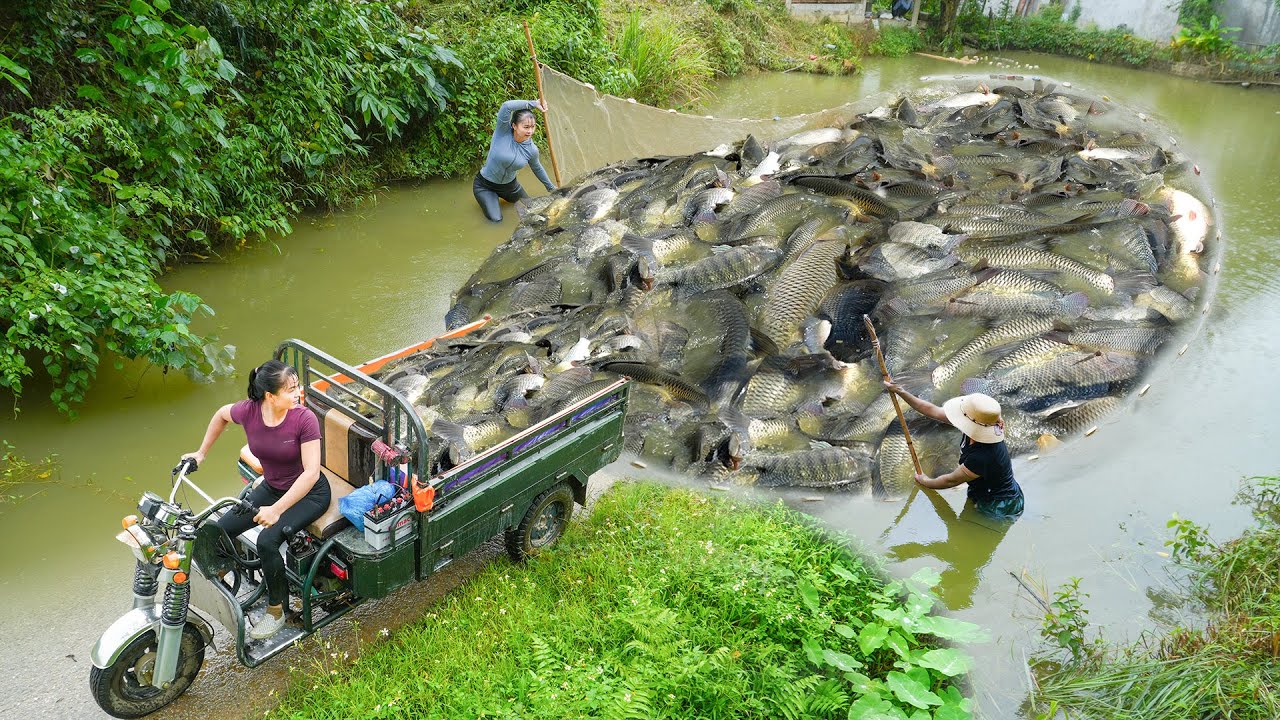 Dredge Fishing Nets Harvest Lots Of Carp, Use 3-Wheeled Truck Transport Many Fish Go To Village Sell