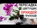 ГРУППОВАЯ посадка ОРХИДЕИ бабочка и стандарт УХОД полив  пересадка группой орхидея orchid orchids