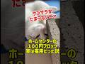 ホームセンターの１００円ブロック実は猫用だった説 #猫 #猫のいる暮らし #猫のいる暮らし #元気になる動画 #cat #adorably #子ネコ #ねこ #癒し #youtubeショート #可愛い