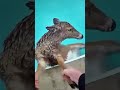 Officer Helps Save Deer Stuck in Swimming Pool.#cops #police #shorts #fyp #shortvideo