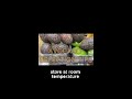 How To Pick, Store, And Use Avocados Like A Pro Ev