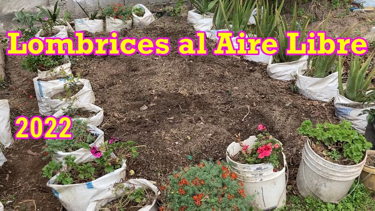 Como Iniciar una Cama de Lombriz al Aire Libre. año 2022 (31) #lombrices