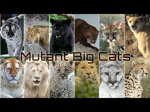 Video: 10 pisici care arata ca tigri, leoparzi si ghepardi