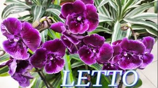№361/ LETTO УДИВЛЯЕТ разнообразием СОРТОВЫХ орхидей