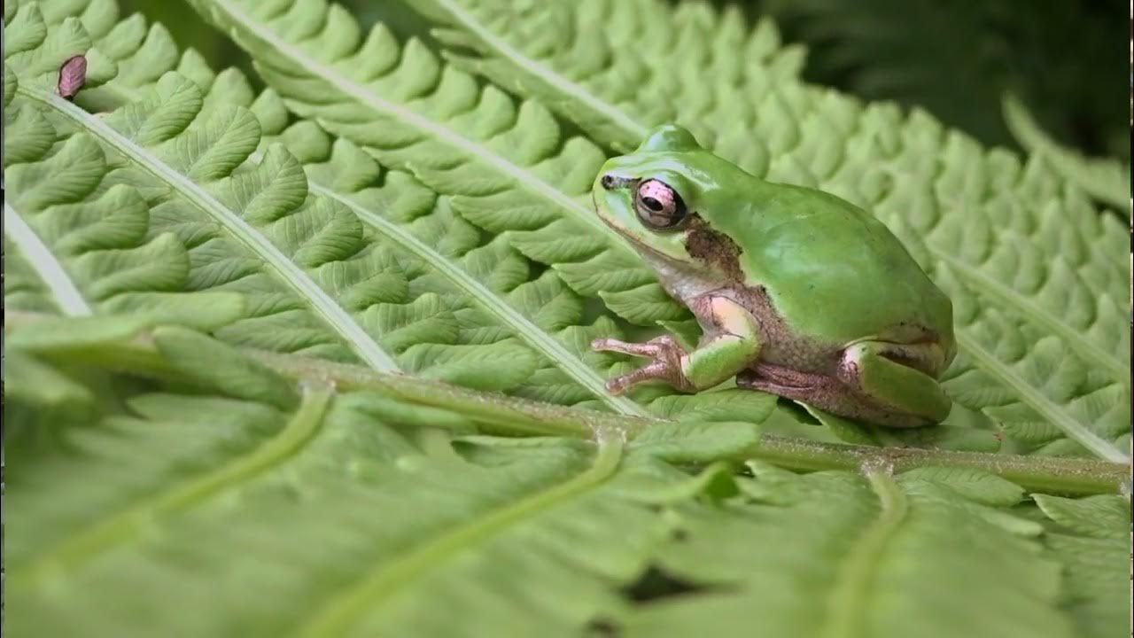 what-happens-if-a-frog-pees-on-you-debunking-myths-and-facts-youtube