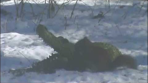 Audio Visual Catnip-March 2015