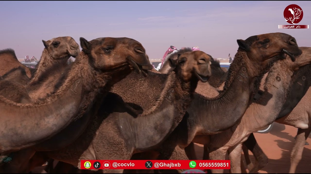 مسيرة ملكات الشلف لرجل الاعمال / محمد  حسن  الصقور