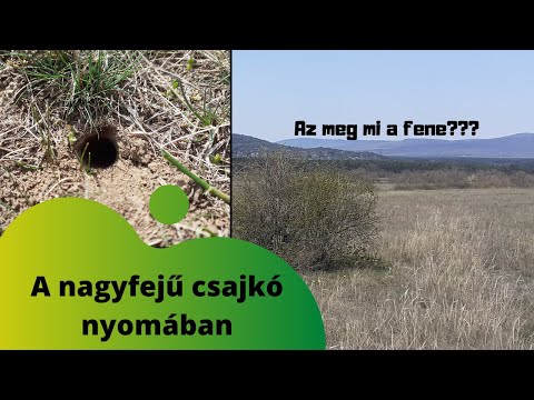 Videó: Nagyfejű vagy disznófejű?