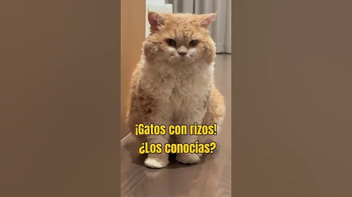 Video 7249591: cornish rex devon