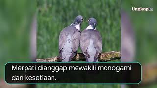 kenapa burung merpati melambangkan cinta dan kesetiaan?