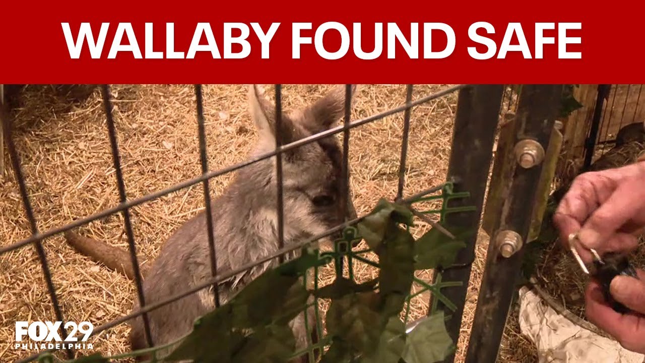 Rex the Wallaby found safe after escaping animal farm in New Jersey