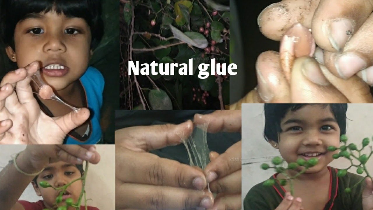 Natural glue from tree Glue fruits இயற்கை கோந்து கோந்து மரம்