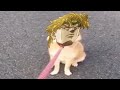 Dio is Angry Pet - JoJo's Bizarre meme