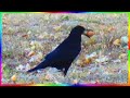 Что нашёл грач Птицы осенью Видеозарисовки🍂🐦