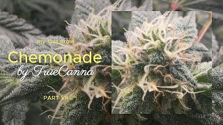 My first grow - Part VII - Chemonade by TrueCanna