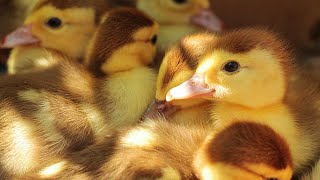 💖 Newly Hatched Baby Birds 😍 by Craig Maywell Vlogs 5,238 views 3 years ago 2 minutes, 6 seconds