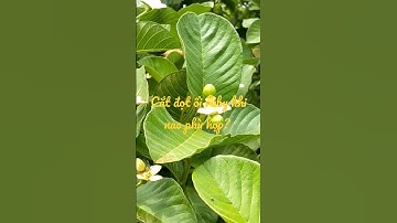 Cắt đọt ổi ruby khi nào phù hợp?