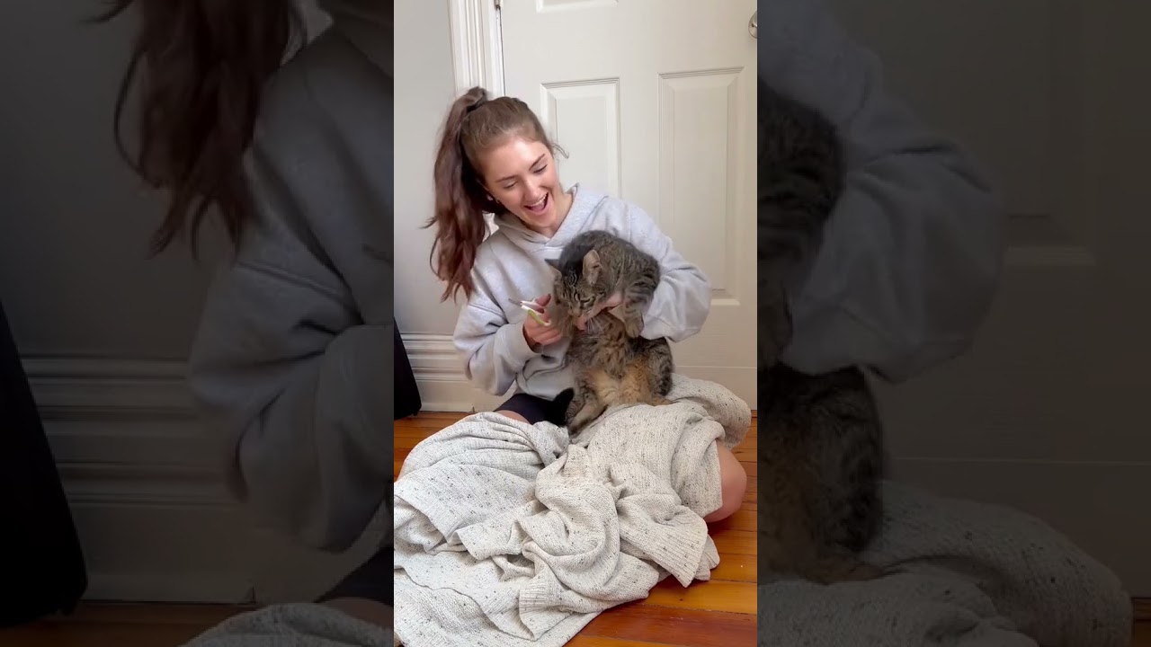 Foster cat gets claws trimmed for the first time