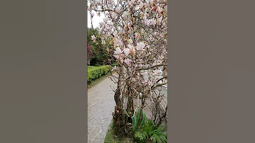 Магнолия/Цветение в марте/Адлер/Сочи/Magnolia