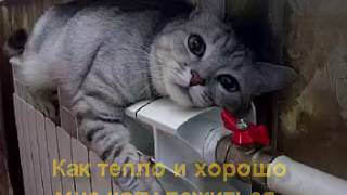 давольный кот на батарее давольный кот на батарее