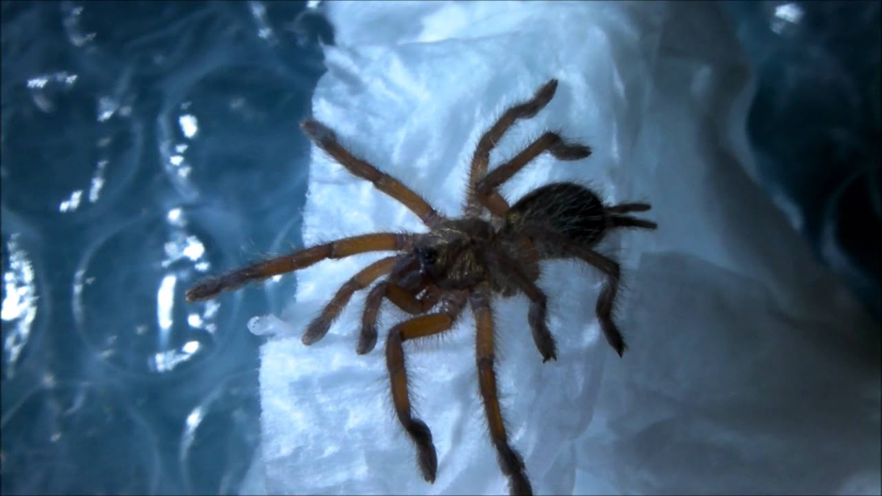 Tarantulas Bristol Review H. pulchripes!! (Golden Blue Leg Baboon