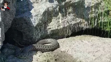Змеи на скалах у Каспийского моря / Snakes on the rocks near the Caspian Sea