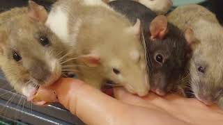 Friday Evening With The Ratties.