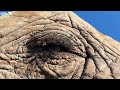 Elephants Are Really Hairy! | An Elephant Lesson with Tigere and Adine