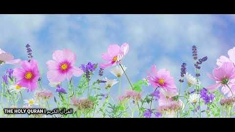 #سورة_يس بصوت القارئ اسامة صبحي حسين #تلاوة #القرآن_الكريم #قرآن #القرآن #قران