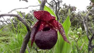 Cypripedium tibeticum, a highly variable slipper orchid of western China