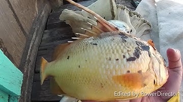 Đi giăng câu dính cá hiếm , mới thấy lần đầu tiên trong đời