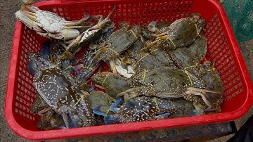 Cuối Mùa Vẫn Trúng Ghẹ To || Ghẹ Đầm Cù Mông Ngon Nhất Miền Biển