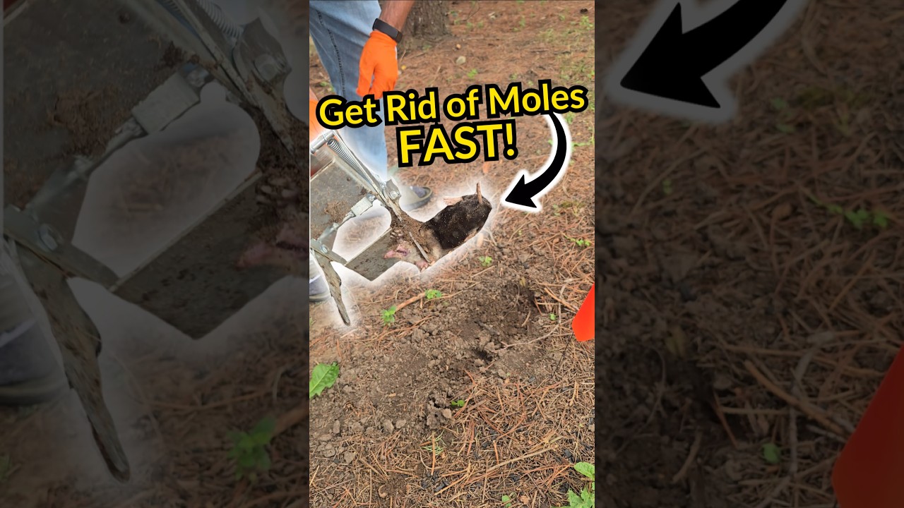 That's How You Catch Moles Effectively #pestcontrol #lawncare #satisfying