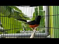 Menit Saja Pancingan Murai Batu Ngeriwik Berubah Gacor Ngeplong Mp3 - Mp4 Download