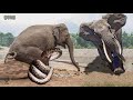 Classic Battles of Elephants vs Snake, Wild Dogs, Lion, Hippo - Wild Animals Fight 2021