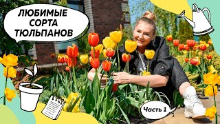 Тюльпаны | Желтые тюльпаны | Красные тюльпаны | Как и когда сажать тюльпаны? | Клумба с тюльпанами