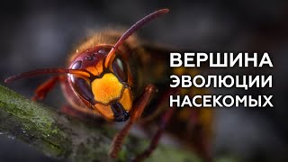 Вершина эволюции насекомых - ОСЫ, ПЧЁЛЫ, МУРАВЬИ