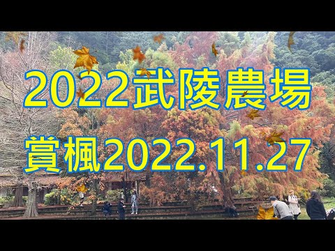 武陵農場銀杏林,落羽松,楓葉最新實況2022/11/27