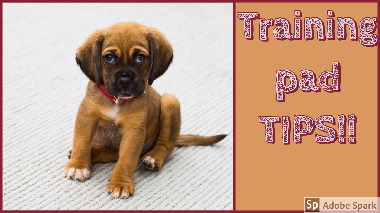 HOW TO TRAIN A PUPPY TO USE A TRAINING PAD!! YouTube