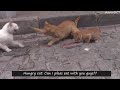 Mom cat rescue her kitten from hungry male