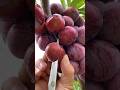 Fruitsshorts pertumbuhantanaman pupukorganik em4 pupukhayati psb
