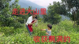 Today  I came to the mountain to harvest a lot  digging sweet potatoes and picking millet peppers!