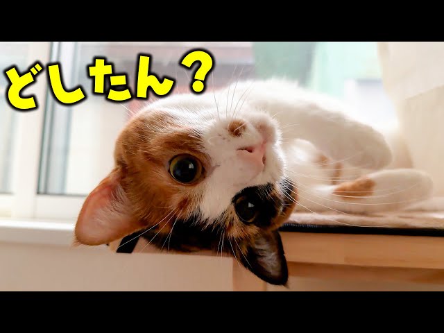 朝まで眠れなくて苦しんでる飼い主の元に猫たちが全員駆けつけてくれました。