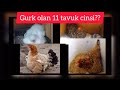 En çok Gurk olan 11 tavuk cinsi?? #tavukçifliği #yumurtatavuğu  #gurkyatantavuk